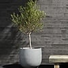 Cosapots
