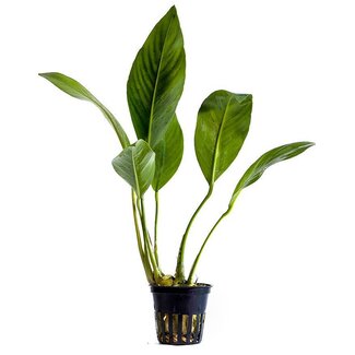 Anubias Congensis -