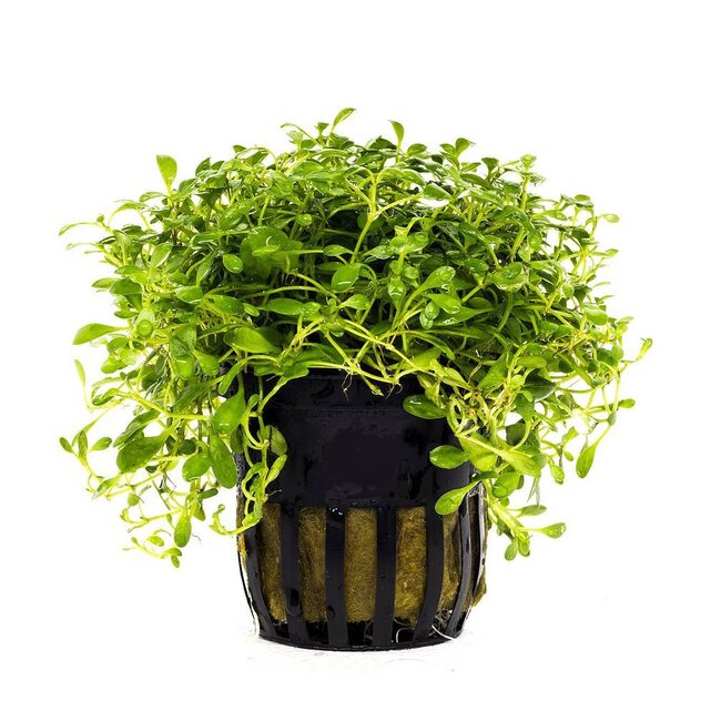 Glossostigma Elatinoides