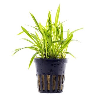 Aquaflora Helanthium tenellum 'Green'