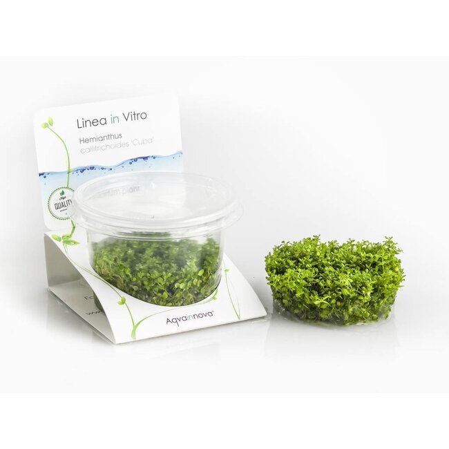 Hemianthus callitrichoides "Cuba"