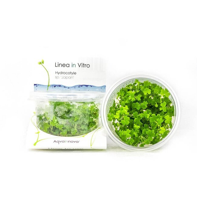 Hydrocotyle Tripartita 'Japan'