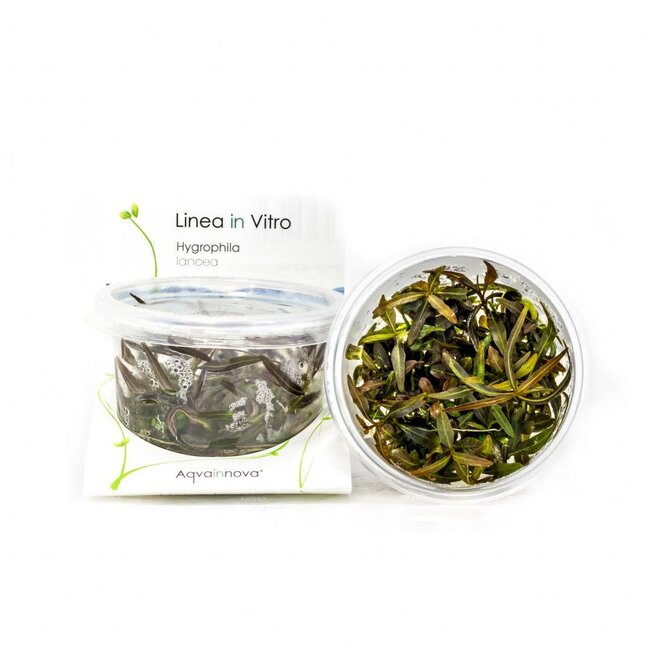 Hygrophila 'Araguaia'