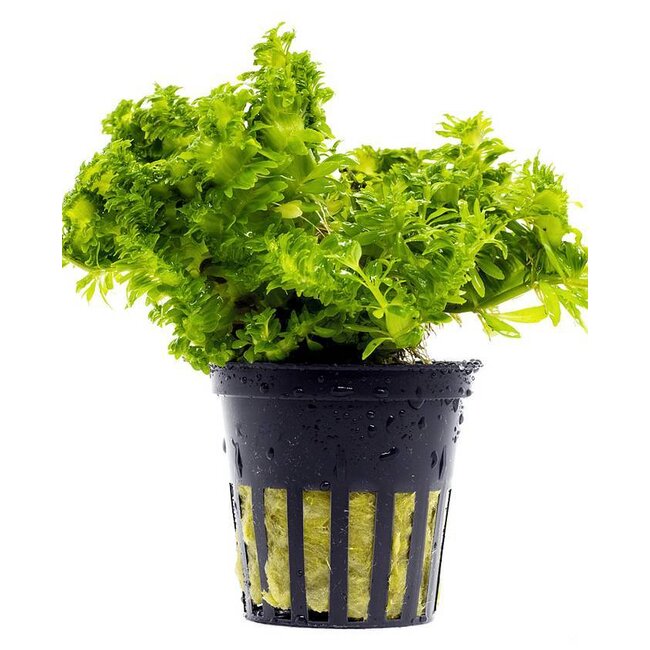 Pogostemon sp. 'Wicked'