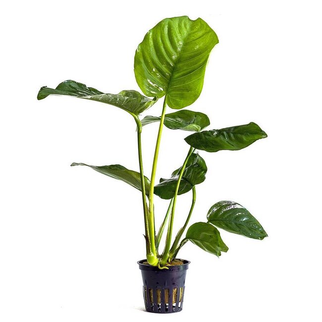 Anubias Barteri var. Barteri