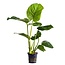 Anubias Barteri