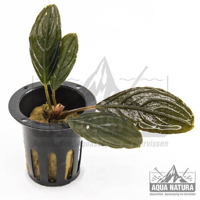 Bucephalandra Skeleton King