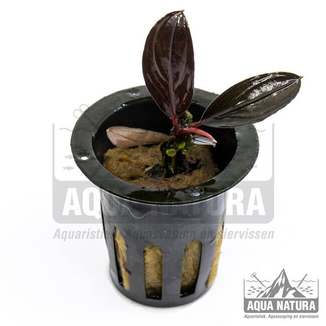 Bucephalandra Skeleton King