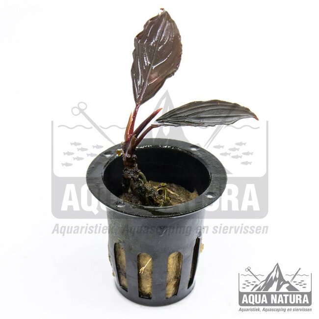 Bucephalandra Skeleton King