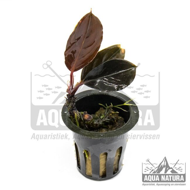 Bucephalandra Skeleton King