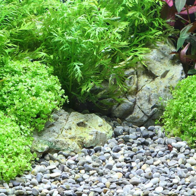 Dennerle Plantahunter Okavango / Grind River