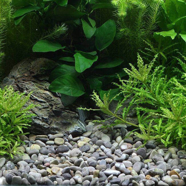 Dennerle Plantahunter Okavango / Grind River