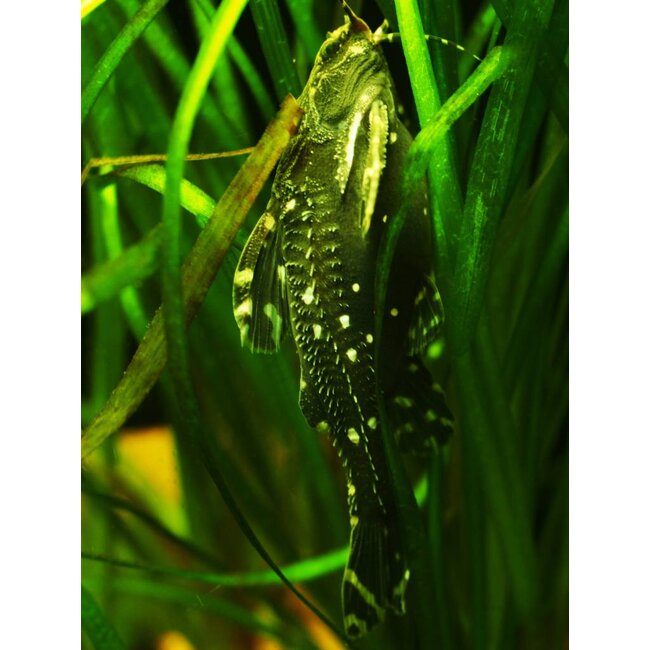 Kamdoornmeerval - Agamyxis Pectinifrons