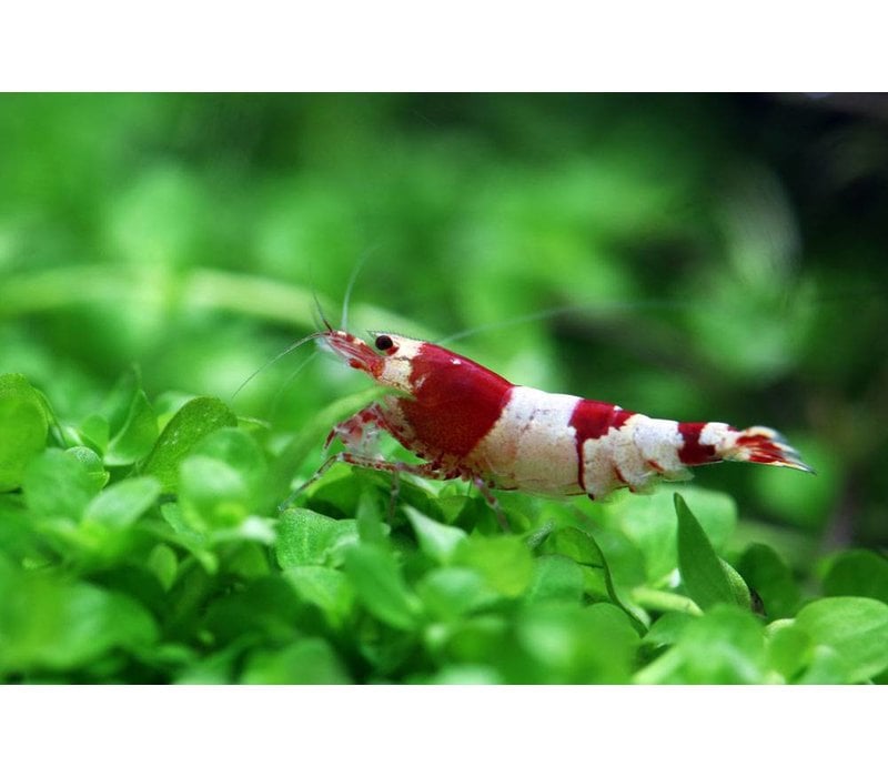 Crystal Red Shrimp - Caridina Cf. Cantonensis ‘Crystal Red’*