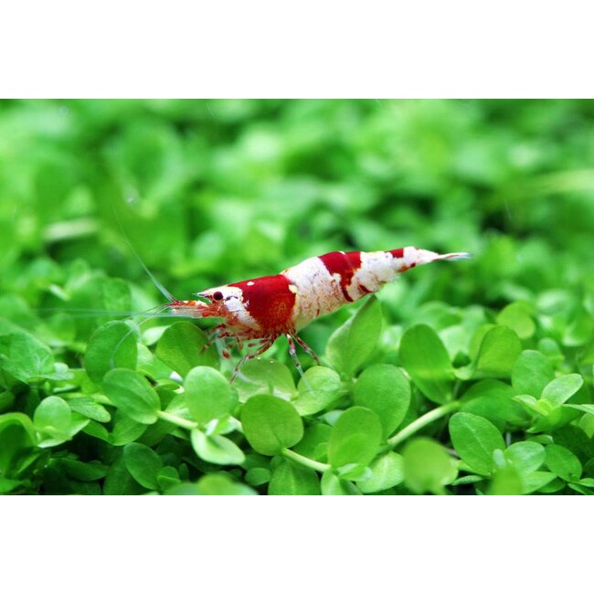 Crystal Red Garnaal - Caridina Cf. Cantonensis ‘Crystal Red’