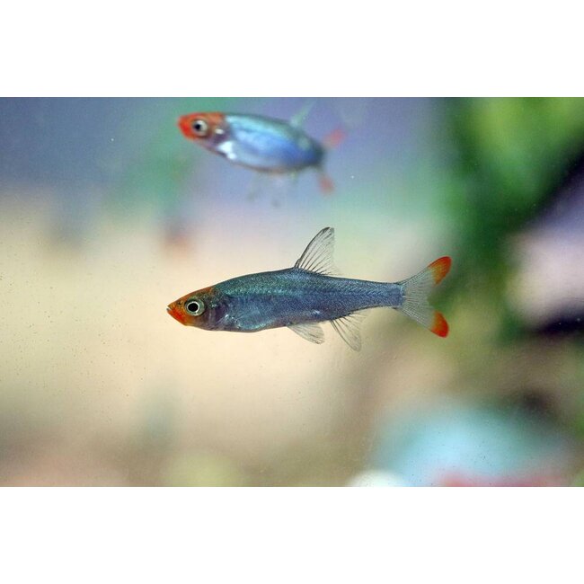Naakte Rasbora - Sawbwa Resplendens