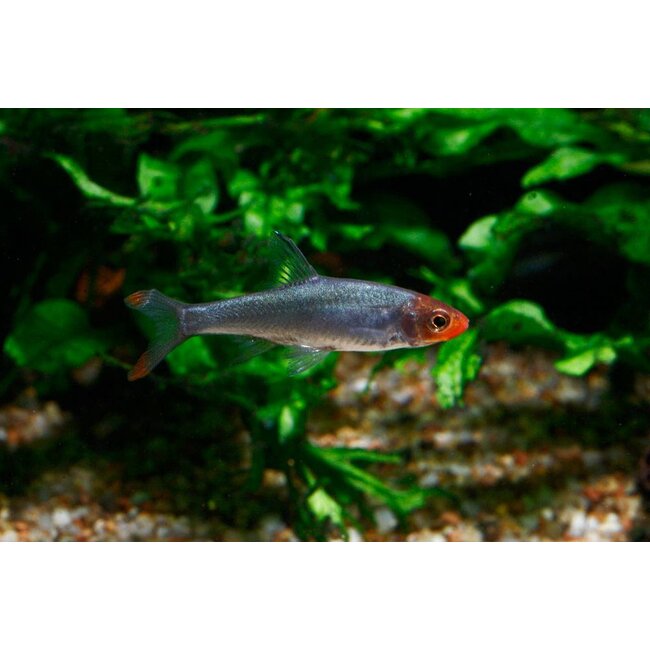 Naakte Rasbora - Sawbwa Resplendens