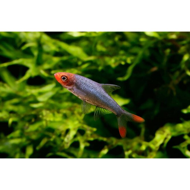 Naakte Rasbora - Sawbwa Resplendens