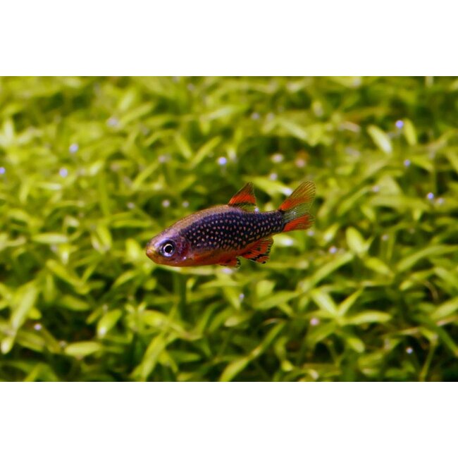 Rasbora Galaxy L- Danio Margaritatus