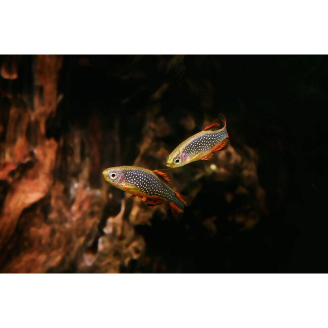 Rasbora Galaxy L- Danio Margaritatus