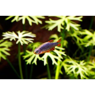 Rasbora Galaxy