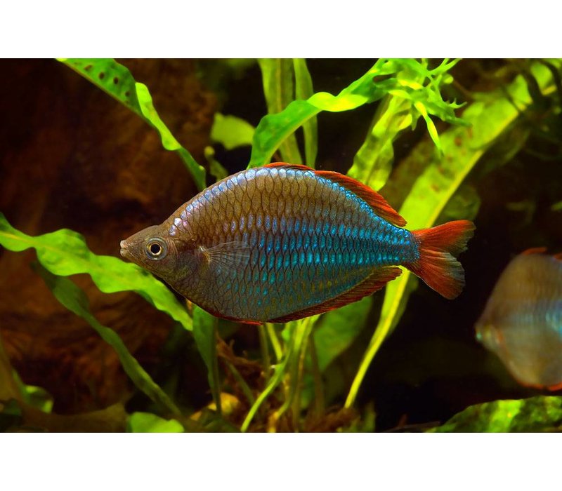 haakje stil Penetratie Neon Rainbowfish - Melanotaenia Praecox - Aqua Natura - Your online aquarium  shop