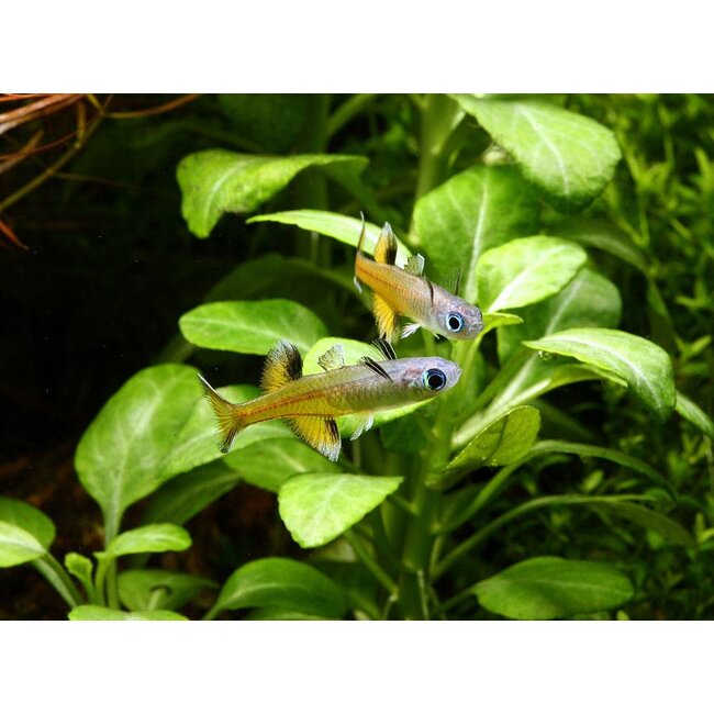 Pseudomugil Signifer