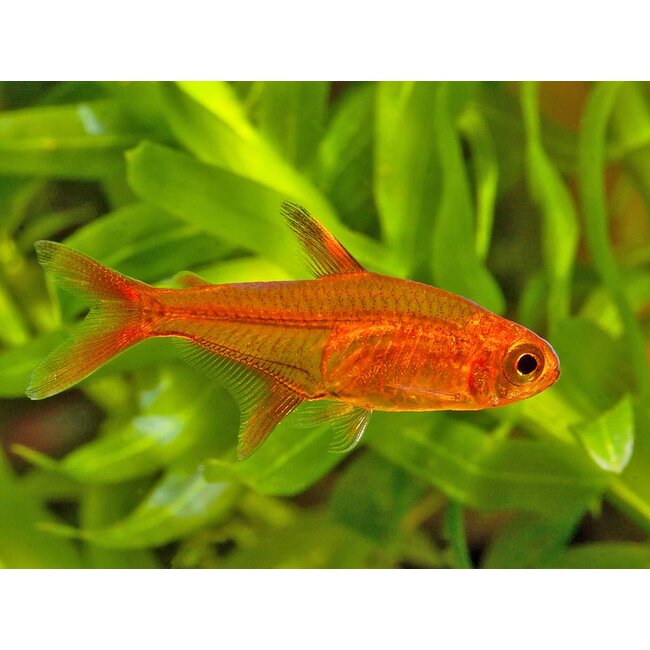 Vuurtetra - Hyphessobrycon Amandae