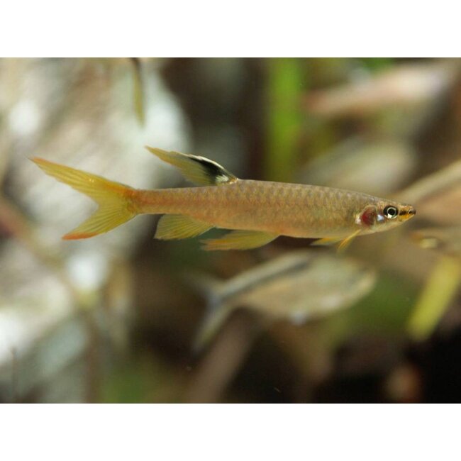 Spatzalm - Copella Arnoldi