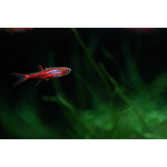 Rasbora Brigittae - Boraras Brigittae