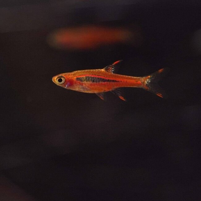 Rasbora Brigittae - Boraras Brigittae