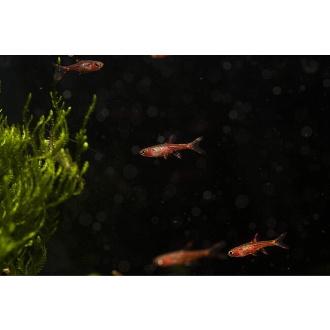 Rasbora Brigittae - Boraras Brigittae