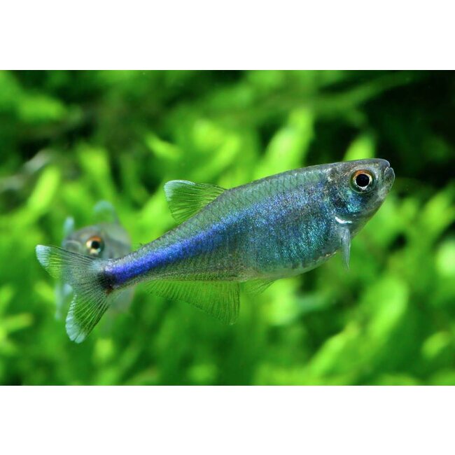 Blauwe Tetra - Boehlkea Fredcochui