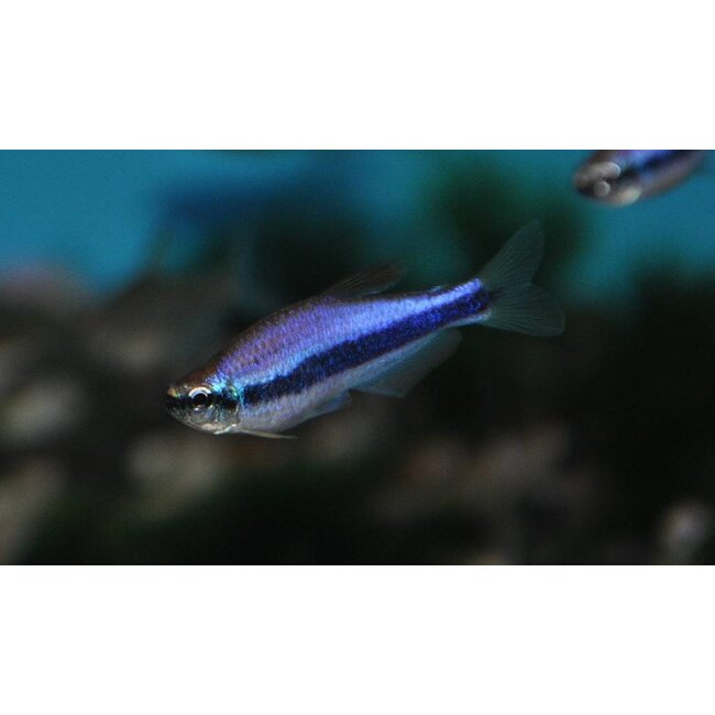 Blauwe Keizertetra Super Blauw - Inpaichthys Kerri Super Blauw
