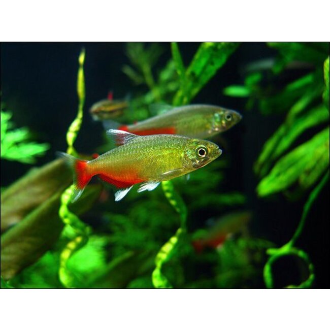 Robijnzalm - Aphyocharax Rathbuni