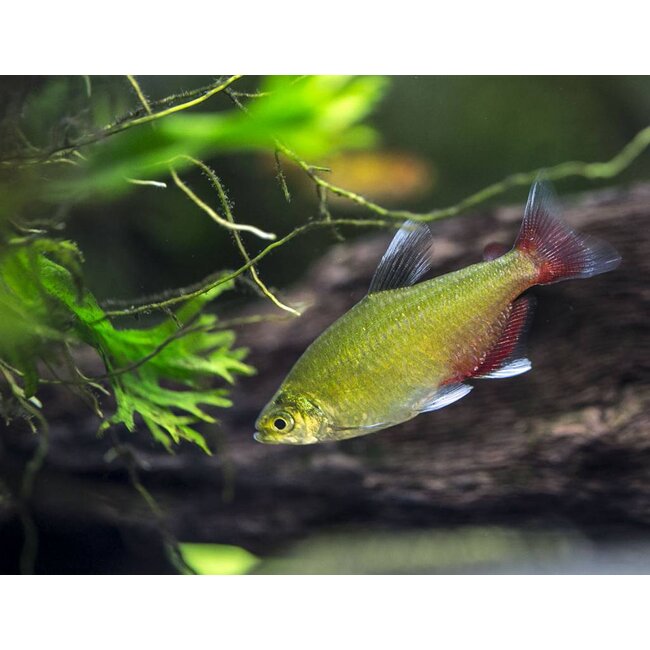 Robijnzalm - Aphyocharax Rathbuni
