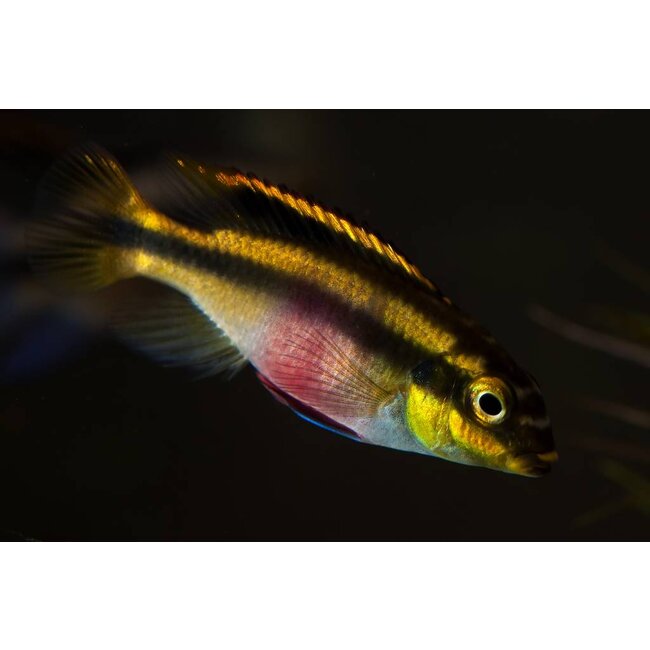 Kersenbuikcichlide - Pelvicachromis Pulcher - Cichlide Afrika