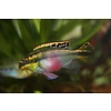 Kersenbuikcichlide - Pelvicachromis Pulcher