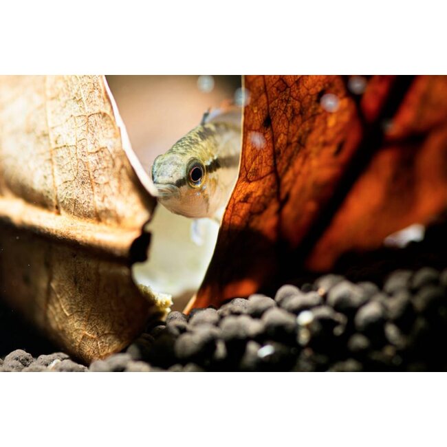 Apistogramma Trifasciata