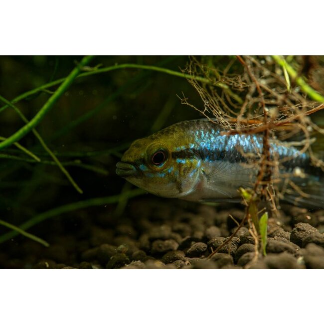 Apistogramma Trifasciata