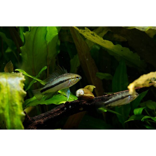 Apistogramma Trifasciata
