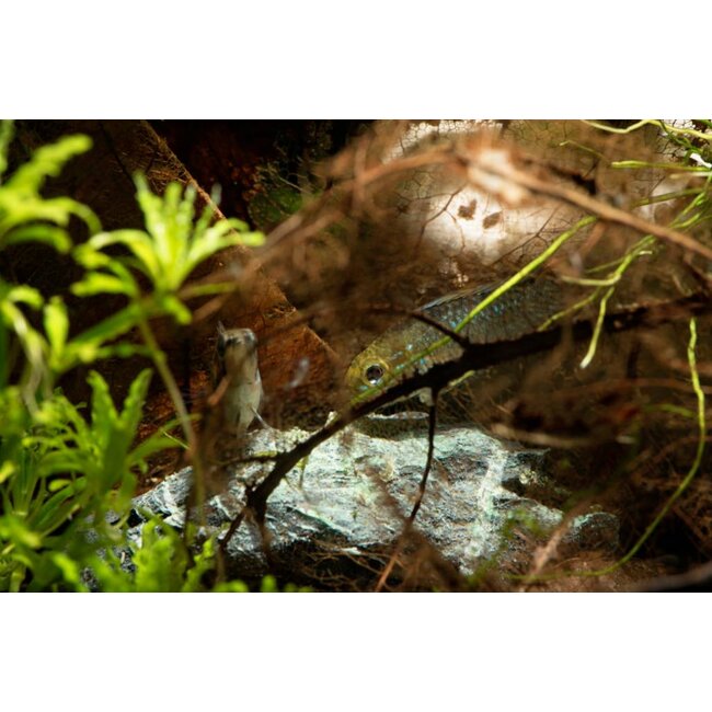 Apistogramma Trifasciata