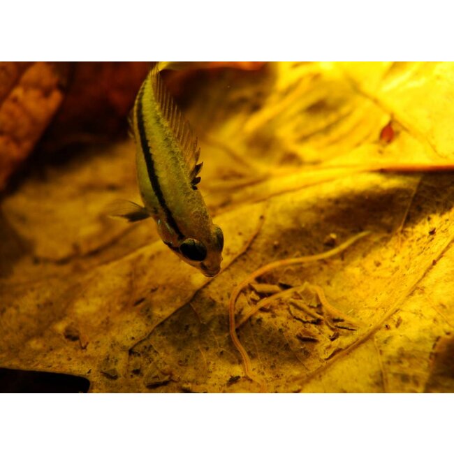 Apistogramma Trifasciata