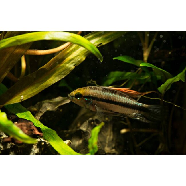 Apistogramma Trifasciata