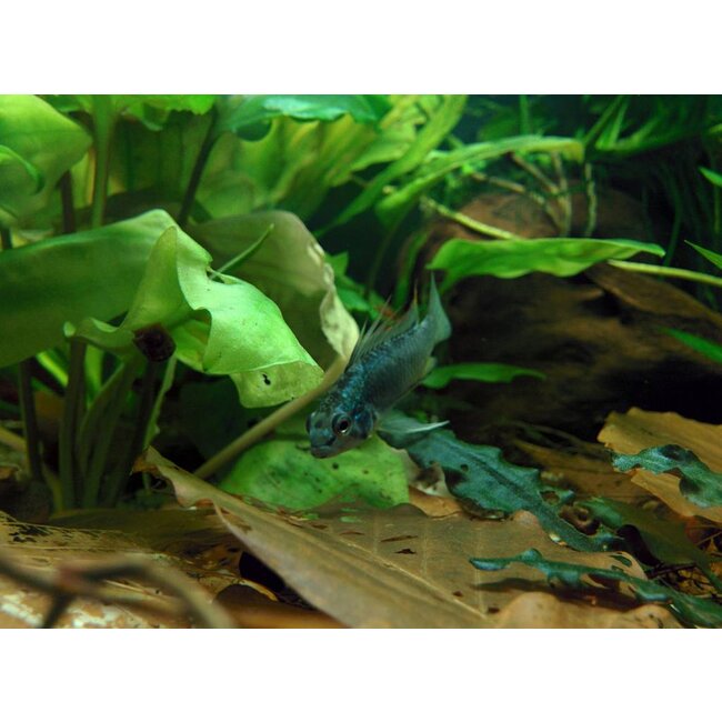 Apistogramma Trifasciata