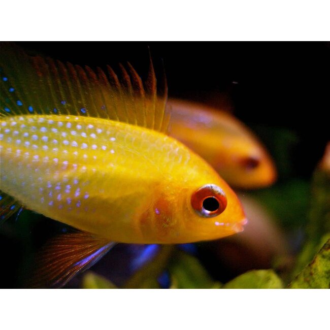 Apistogramma Ramirezi Gold