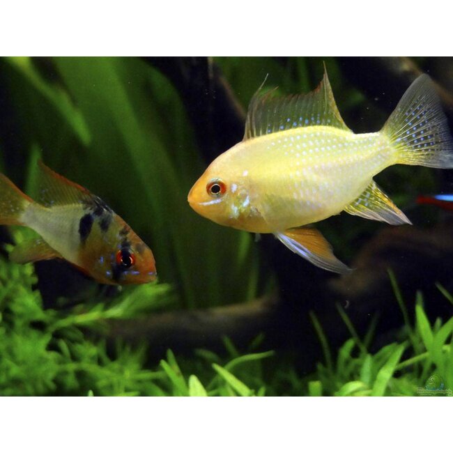 Apistogramma Ramirezi Gold