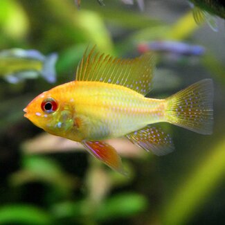 Apistogramma Ramirezi Gold