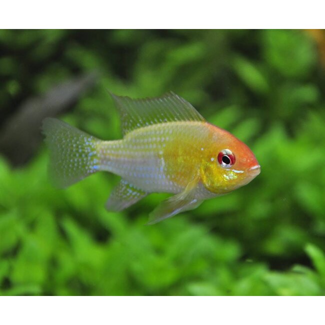 Apistogramma Ramirezi Gold