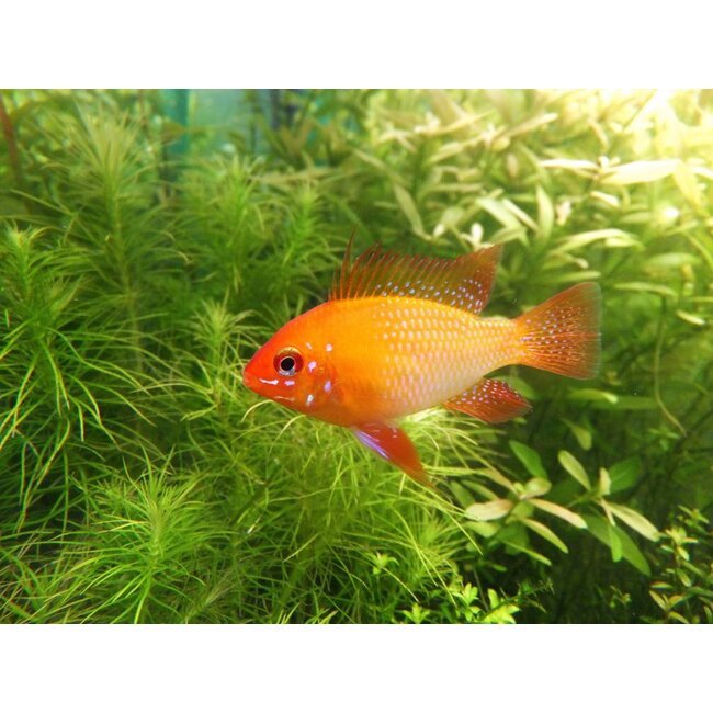Apistogramma Ramirezi Gold